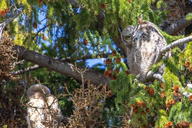 Horned Owl with Owlets
Mammoth Hot Springs
Yellowstone